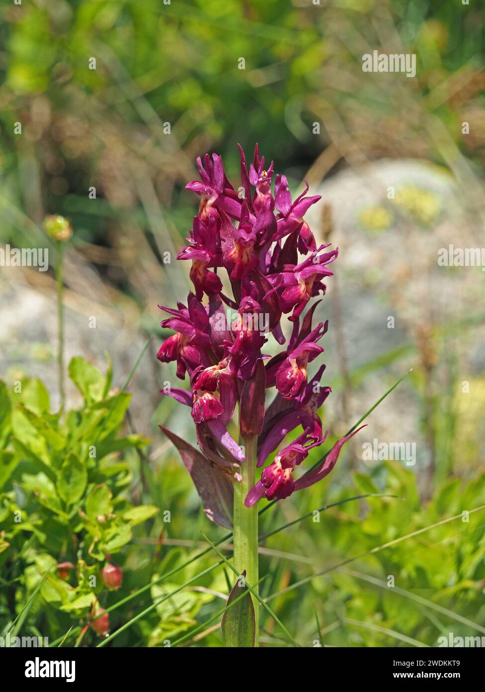 flowerspike of Elderflowered Orchid (Dactylorhiza sambucina) in red/purple/wine flowered variant growing wild in Italian Alps, Italy, Europe Stock Photo