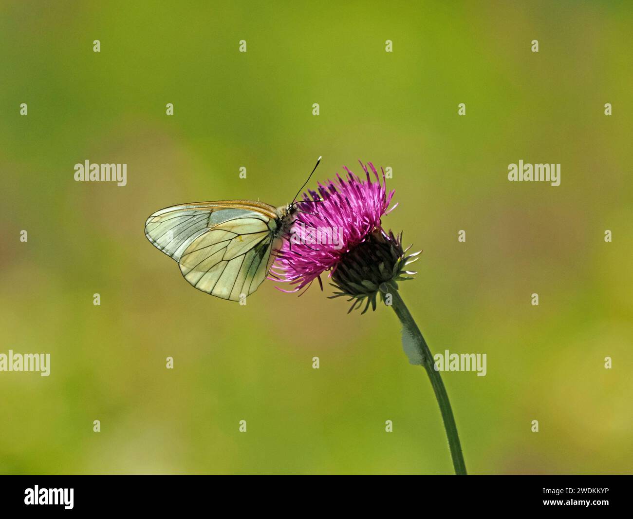 f Black-veined White butterfly (Aporia crataegi) - iridescent wings feeding on purple flower of Common Knapweed (Centaurea nigra) Italian Alps, Europe Stock Photo