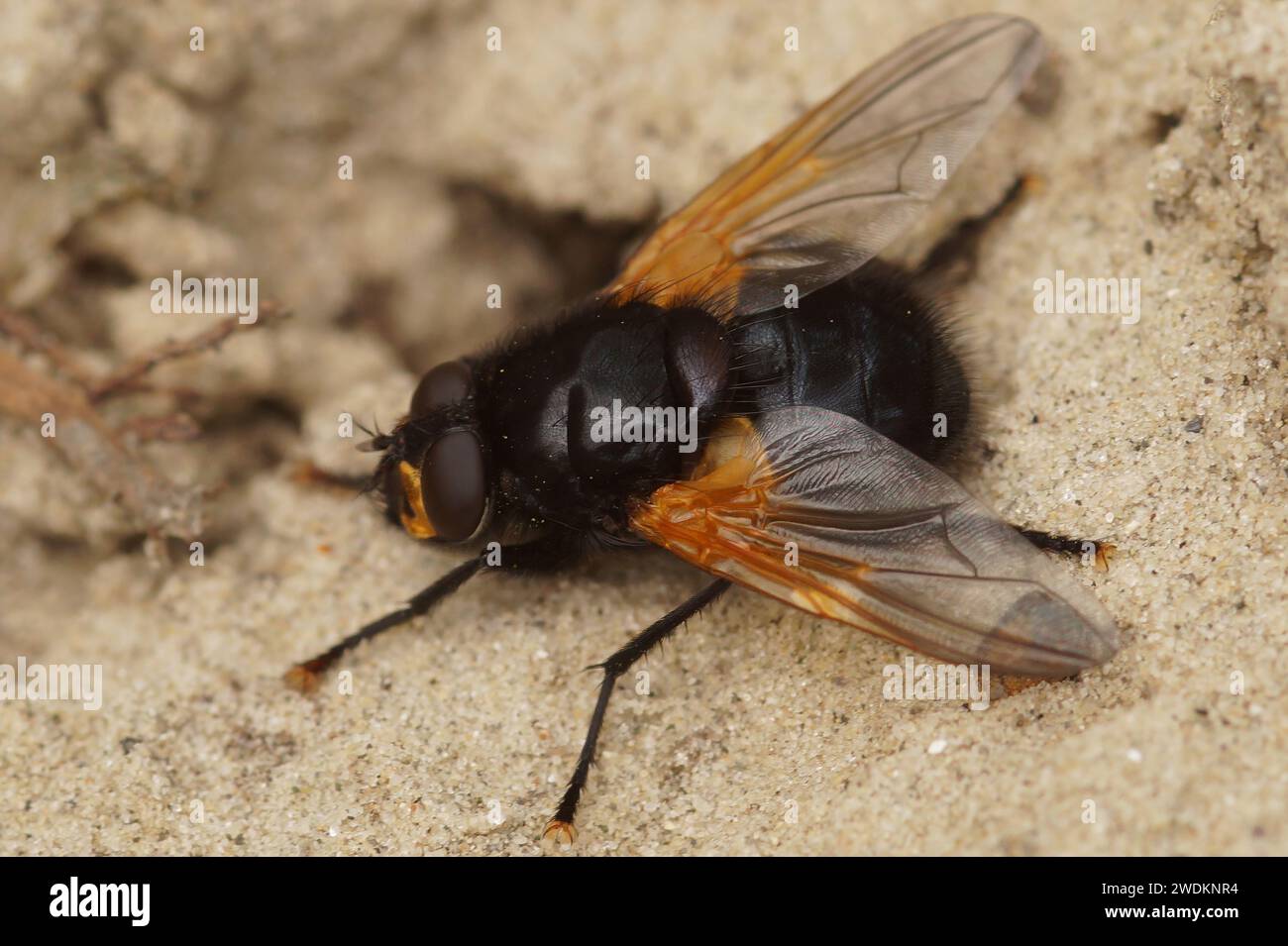 Natural dorsal closeup of a colorful black noon or noonday fly, Mesembrina meridiana fly sitting on the ground in the field Stock Photo
