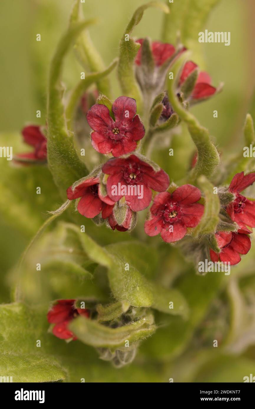Natural closeup on a soft red flowering houndstongue, houndstooth, dog's tongue or gypsy flower Cynoglossum officinale Stock Photo