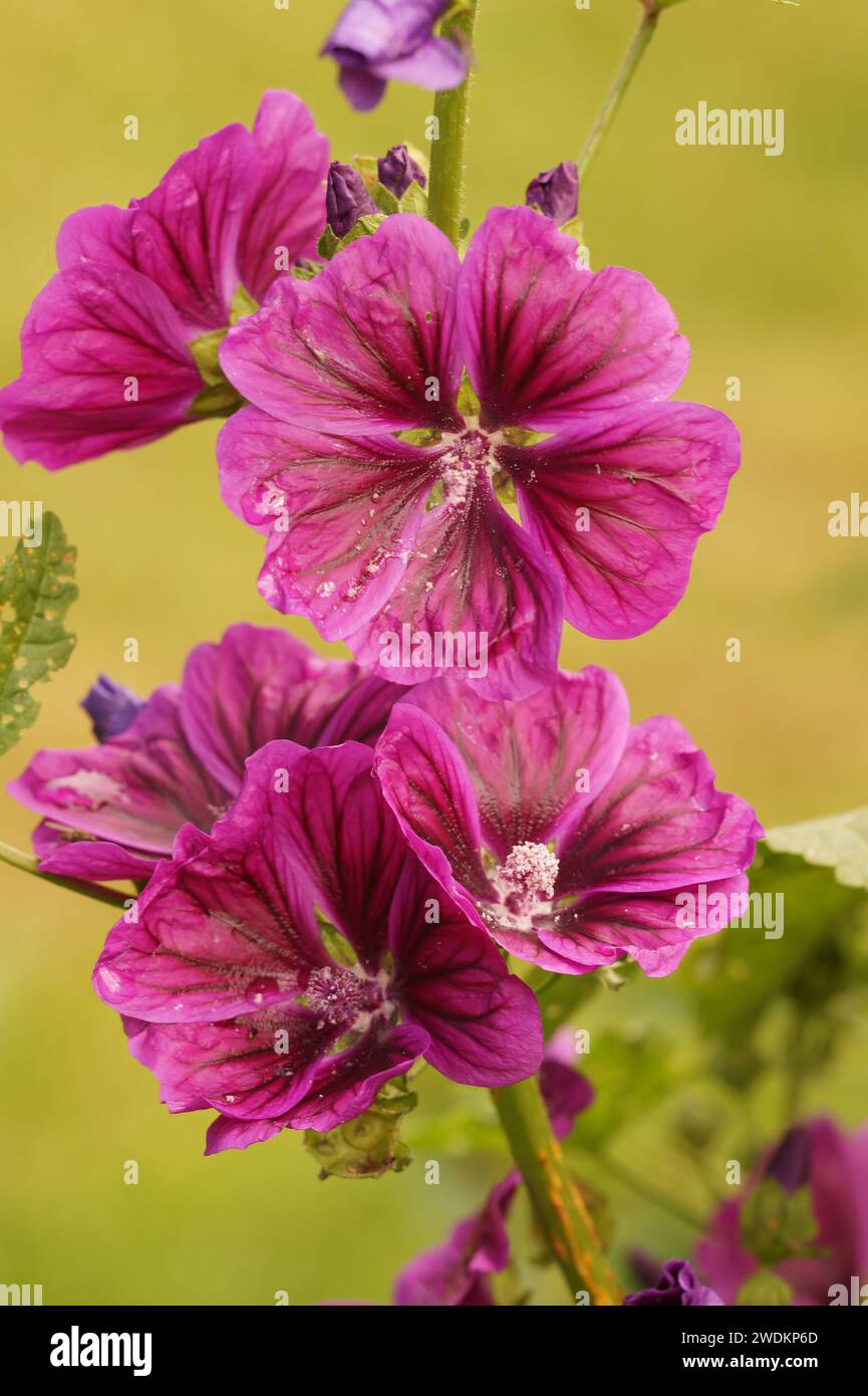 Vertical natural closeup on the colorful satin purple flowers of Tree mallow, Malva arborea Stock Photo