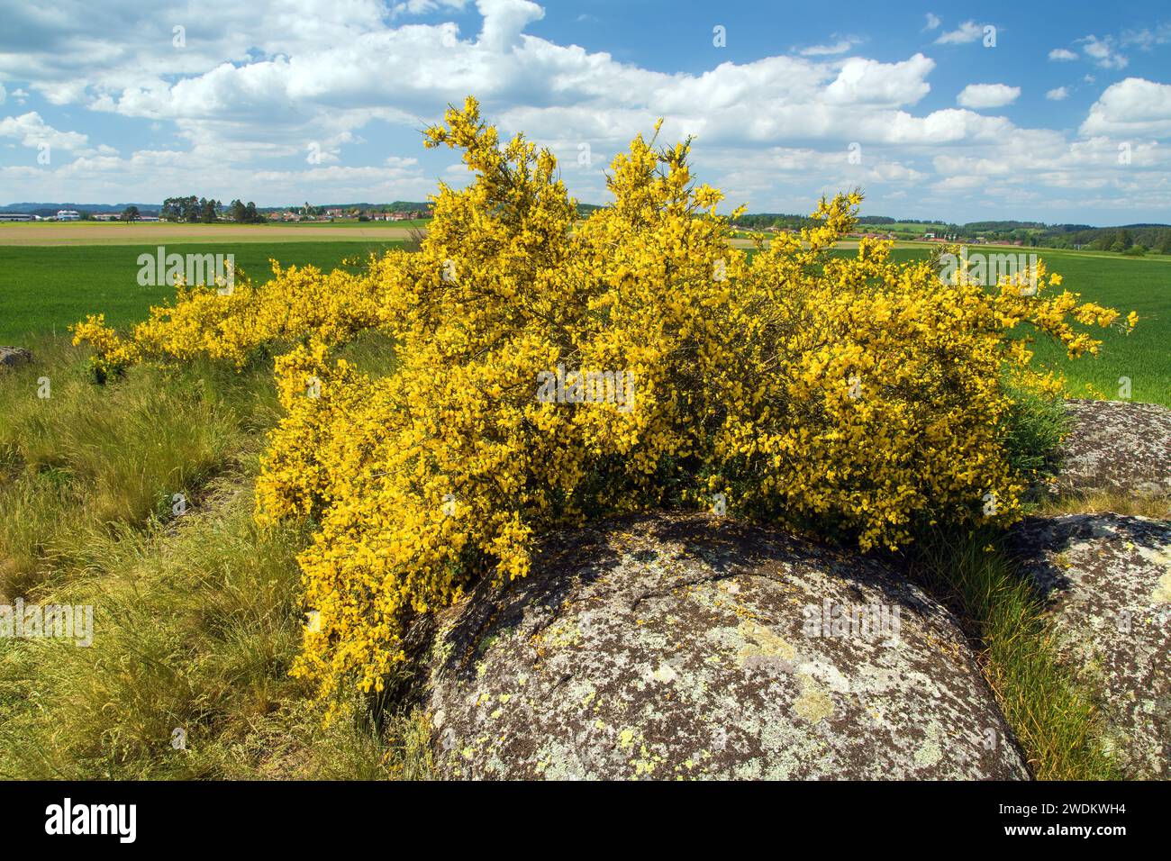 Cytisus scoparius, the common broom or Scotch broom yellow flowering in blooming time Stock Photo