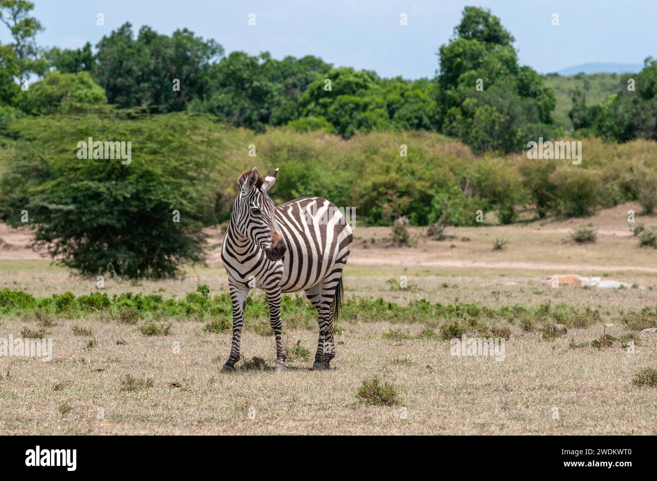 Plains zebra mare foal standing hires stock photography and images Alamy
