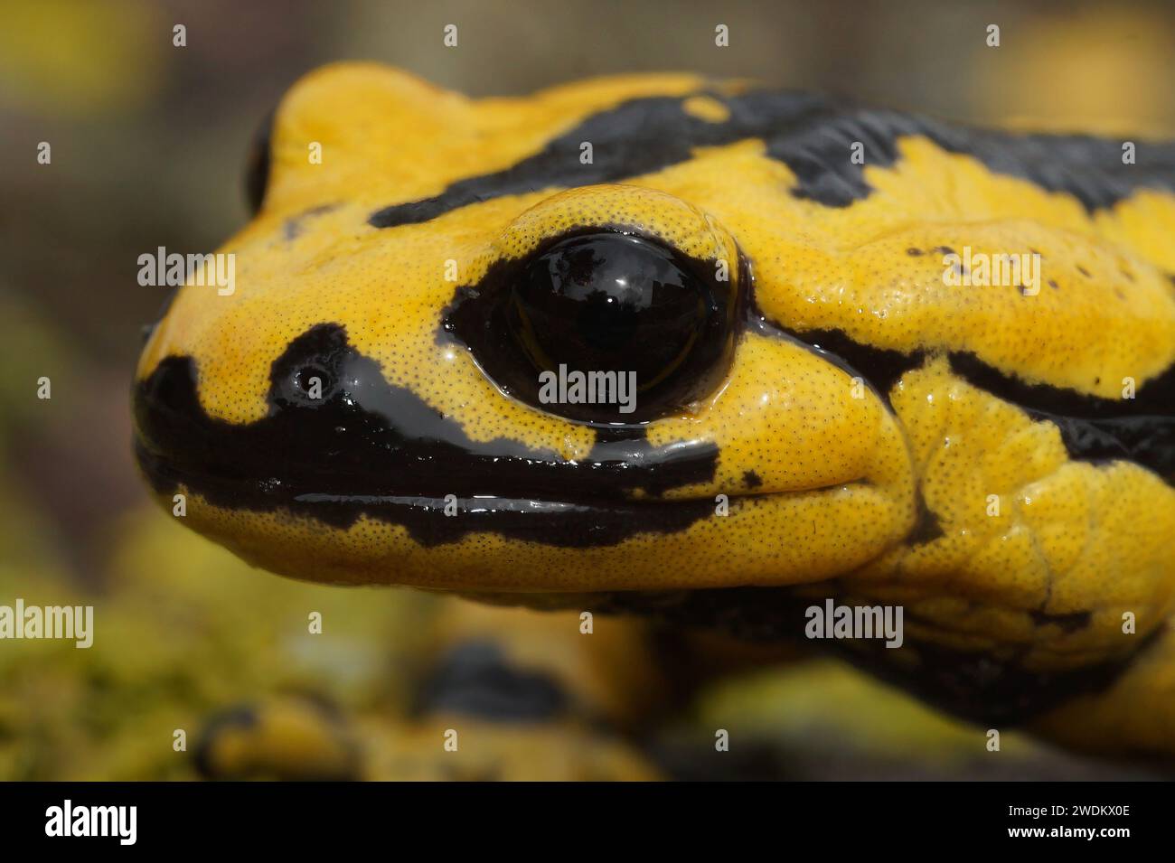 Natural closeup shot of a yellow-colored European Tendi fire salamander, Salamandra salamandra bernardezi on a stone Stock Photo