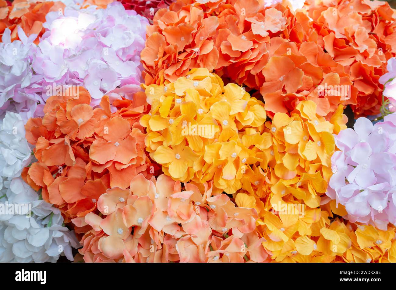 High res yellow flower hi-res stock photography and images - Alamy