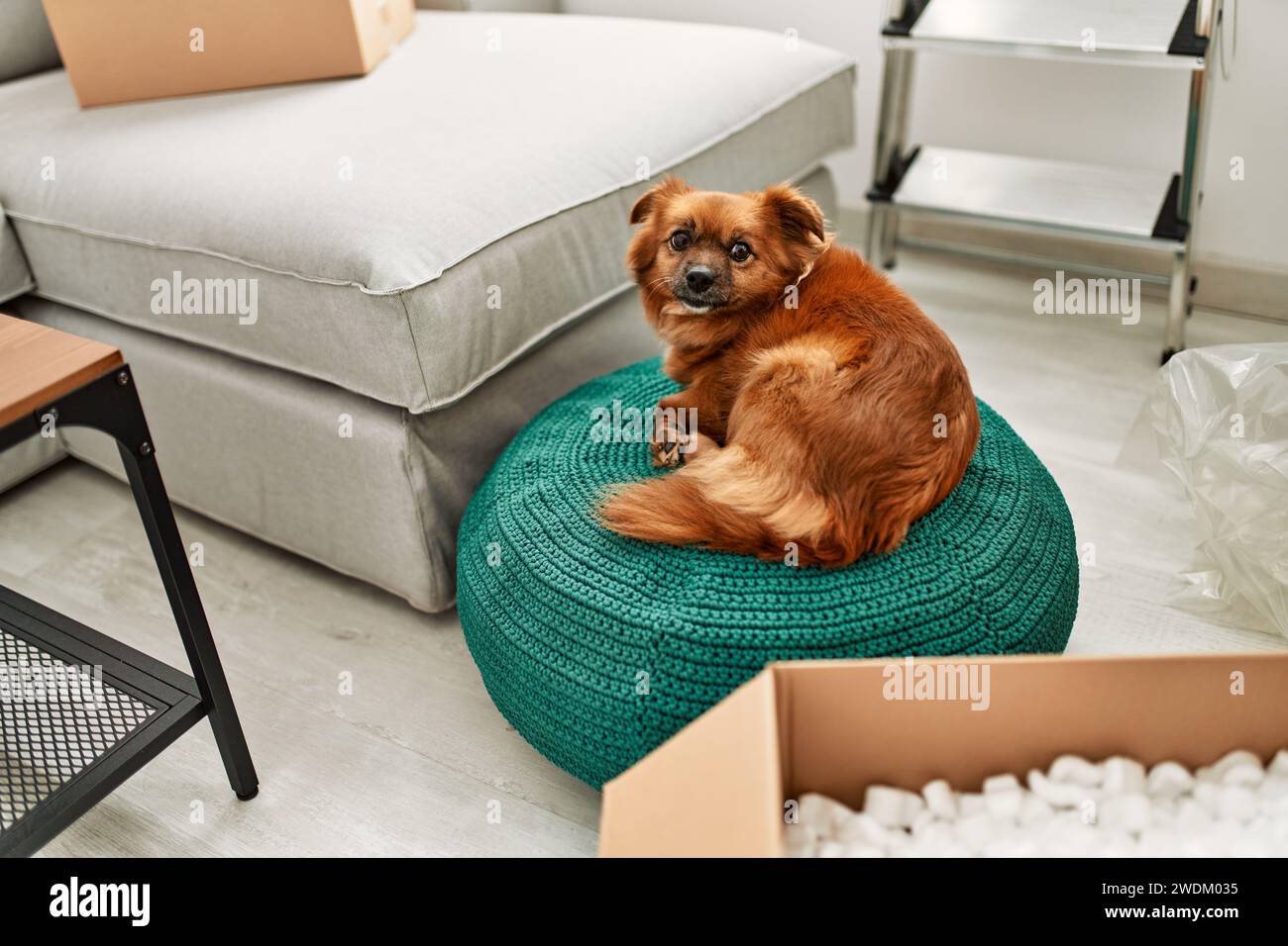 A brown dog sitting on a green knitted pouf in a modern apartment with a cardboard box and unpacking mess around. Stock Photo