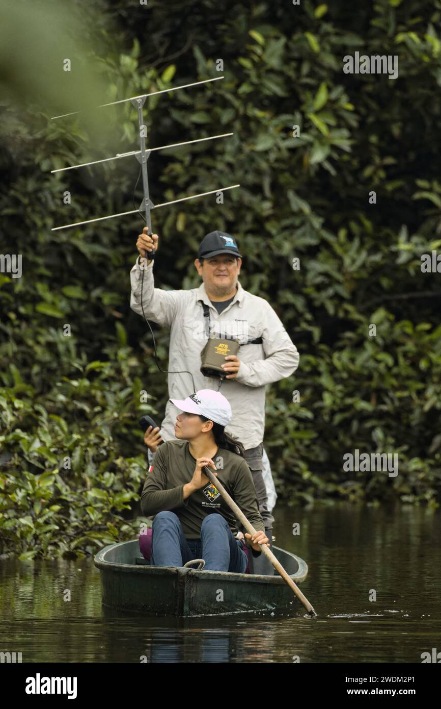 Postrelease monitoring of three Amazonian manatees by The Amazon