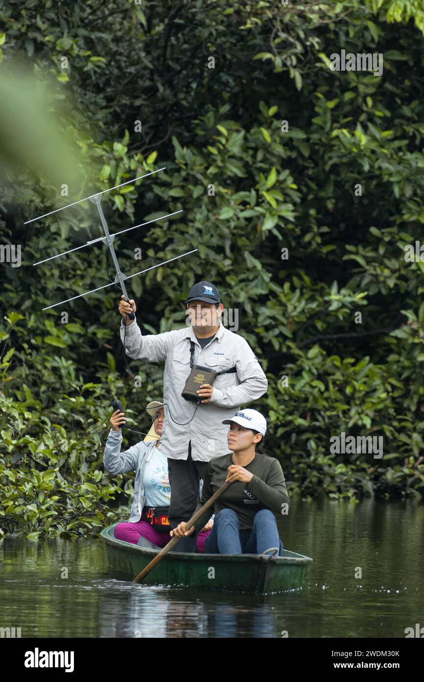 Postrelease monitoring of three Amazonian manatees by The Amazon
