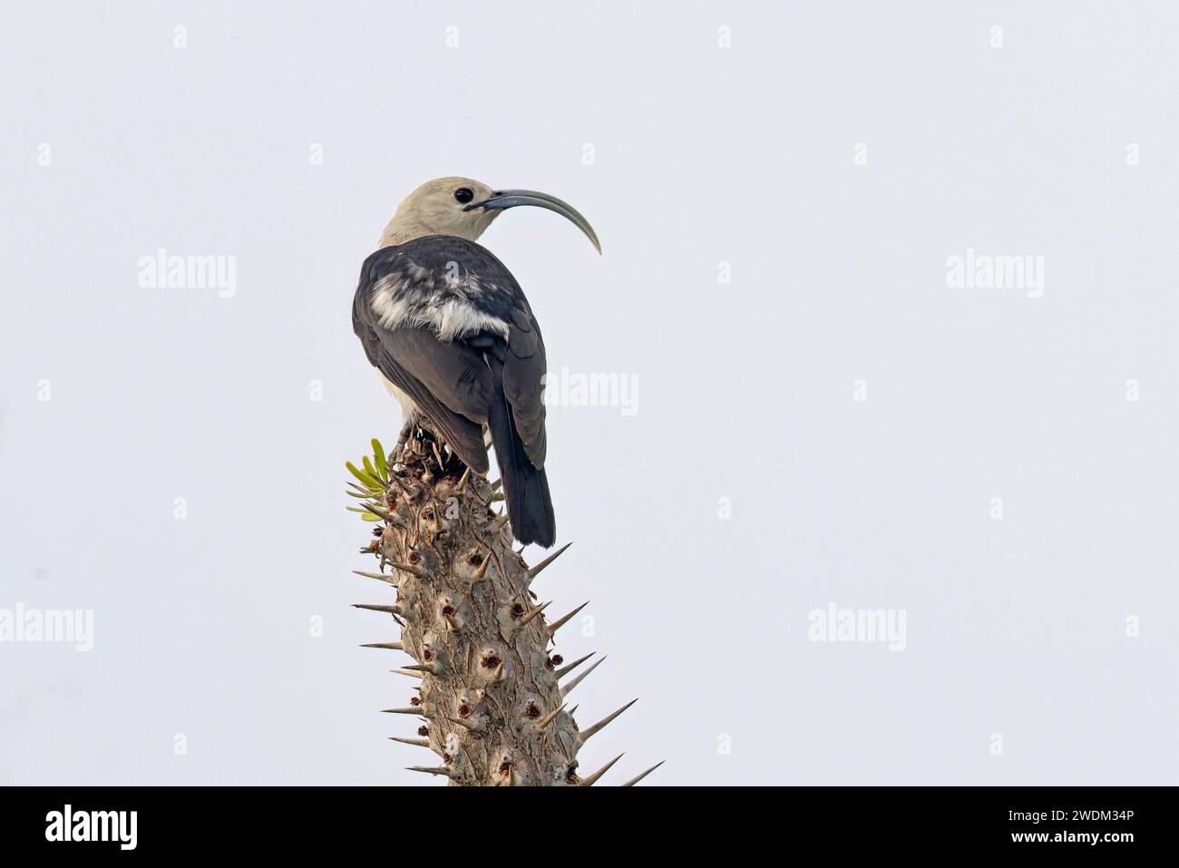 Sickle-billed Vanga, Ifaty spiny forest reserve, Madagascar, November 2023 Stock Photo