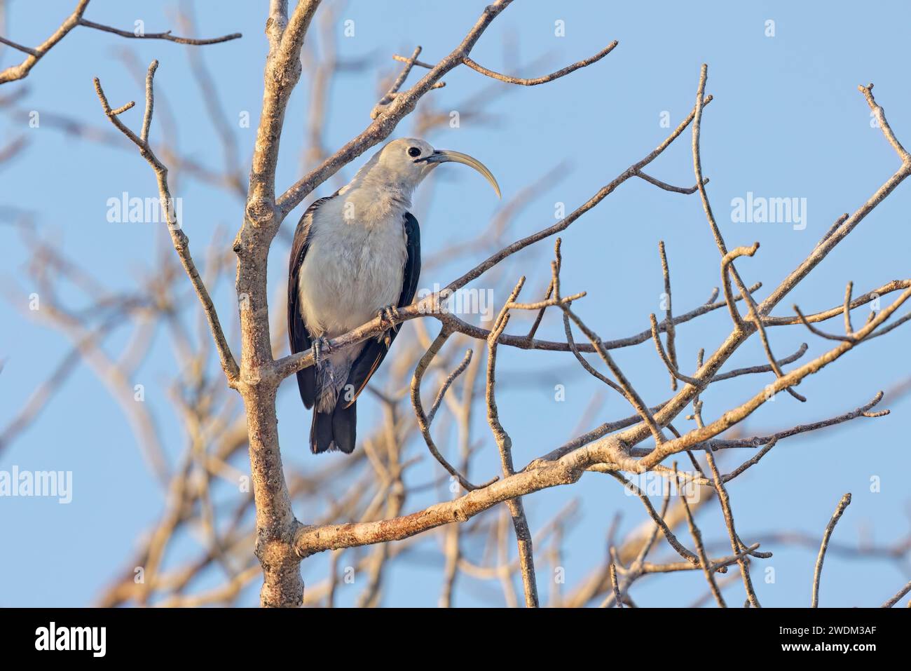 Sickle-billed Vanga, Ifaty spiny forest reserve, Madagascar, November 2023 Stock Photo