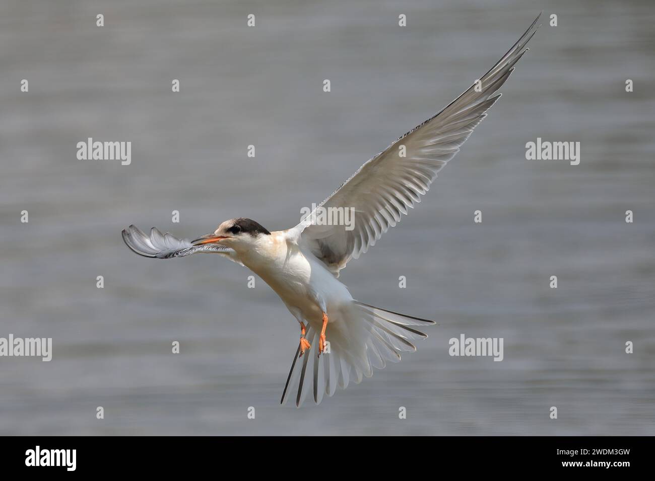 Common Tern, Sterna hirundo, juvenile on a lake Horsham, Sussex Stock Photo