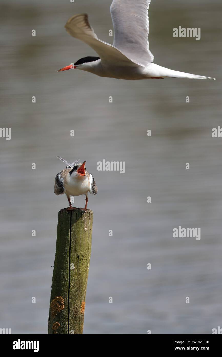 Common Tern, Sterna hirundo, juvenile on a lake Horsham, Sussex Stock Photo