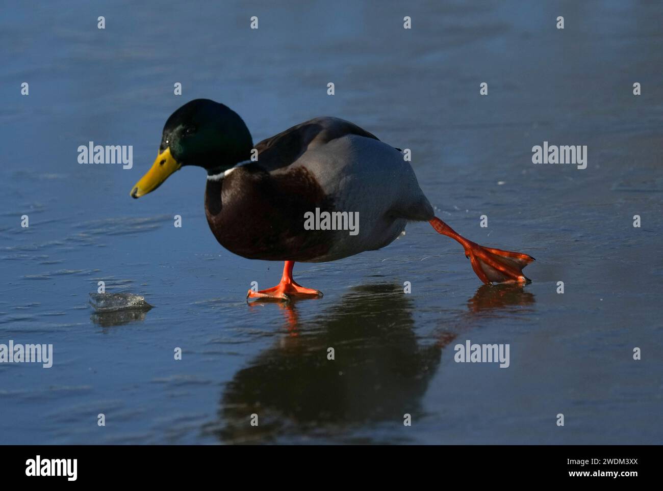 A duck slips on the ice on the frozen Jubilee Pond at Wanstead Flats in East London Stock Photo