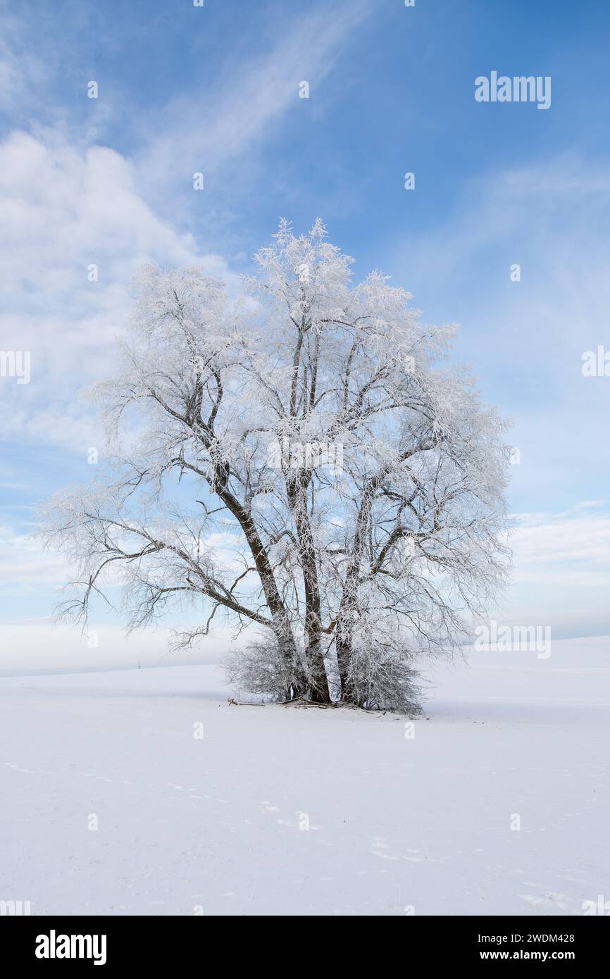 Alter Baum, bedeckt mit Schnee und Eis im Januar 2024 bei Grüningen in
