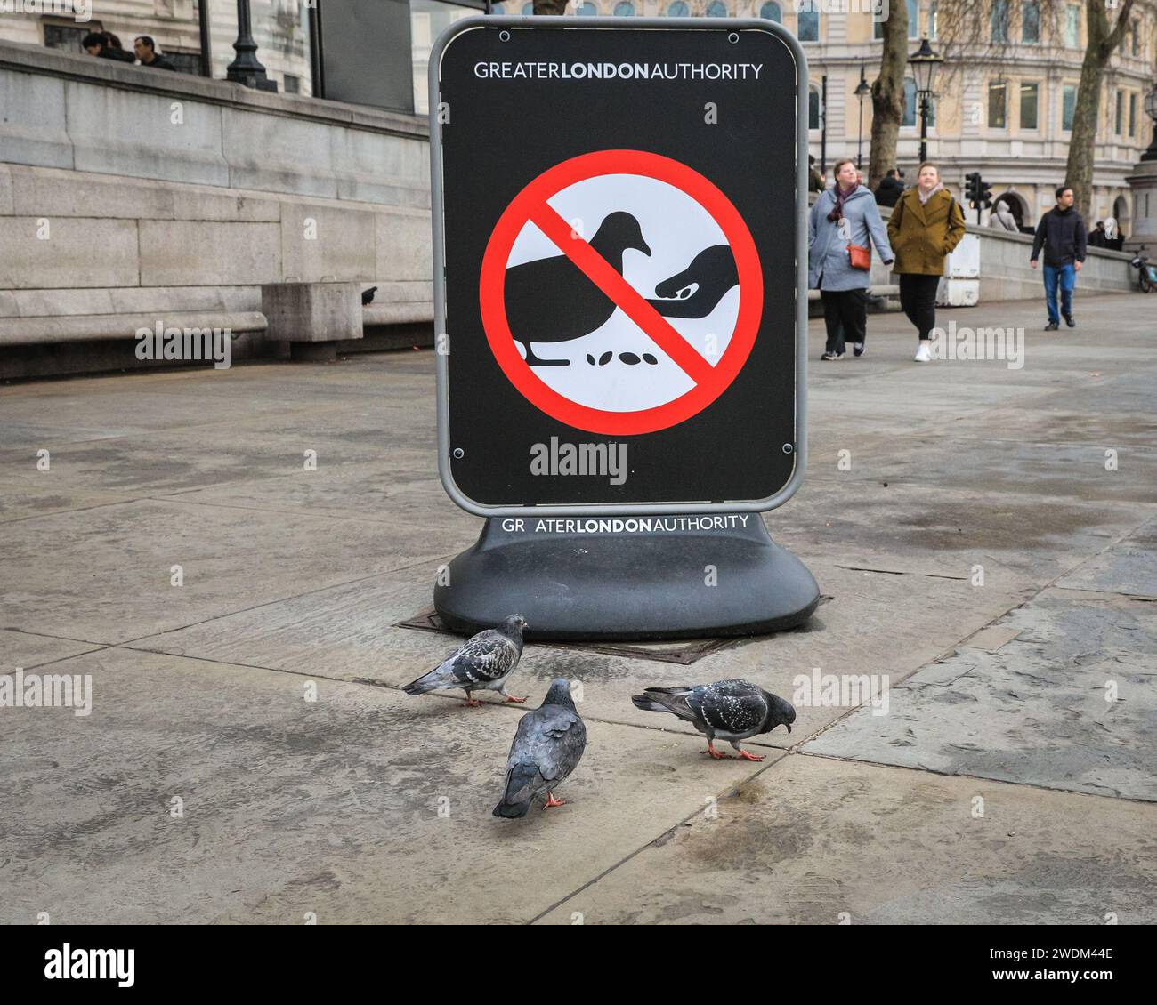 London, UK. 21st Jan, 2024. Pigeons on Trafalgar Square appear