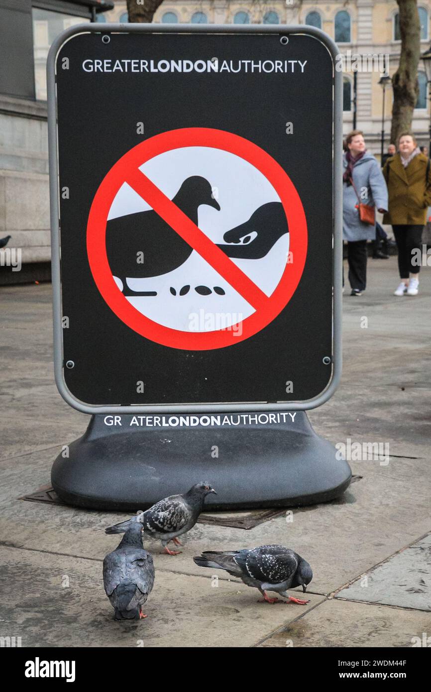 London, UK. 21st Jan, 2024. Pigeons on Trafalgar Square appear