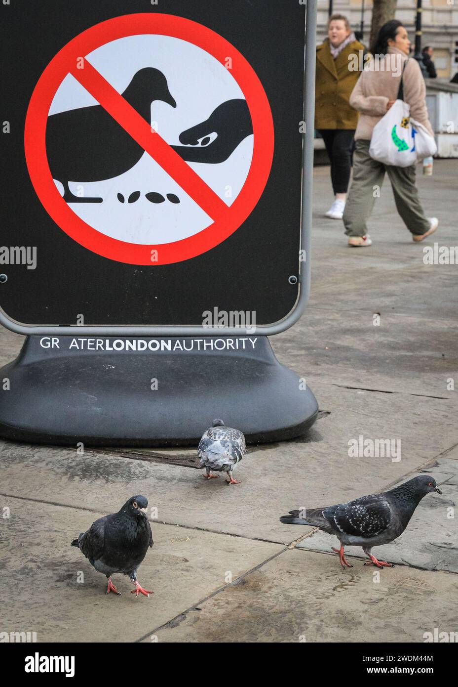 Pigeons ignoring feeding ban hires stock photography and images Alamy
