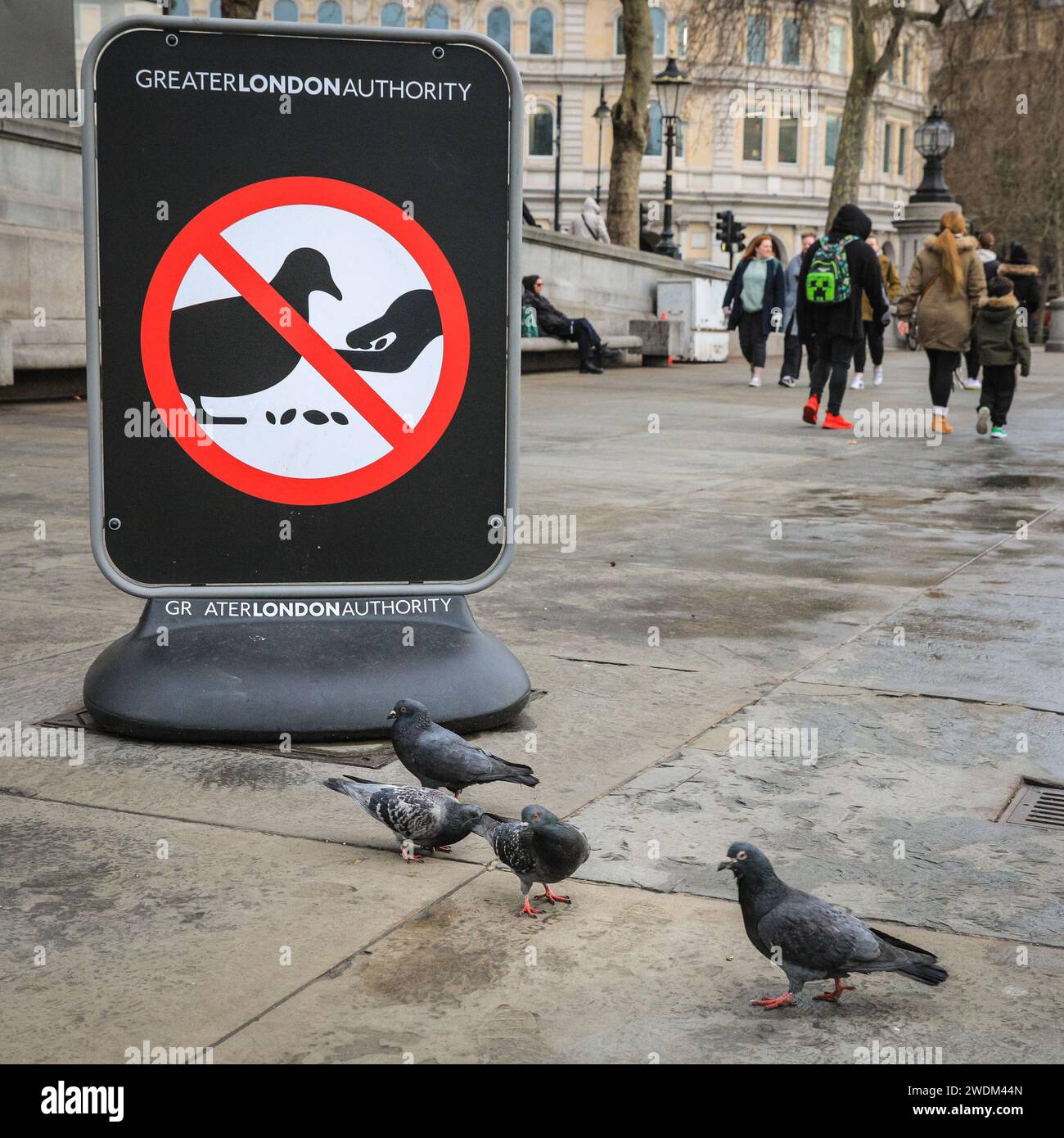 London, UK. 21st Jan, 2024. Pigeons on Trafalgar Square appear