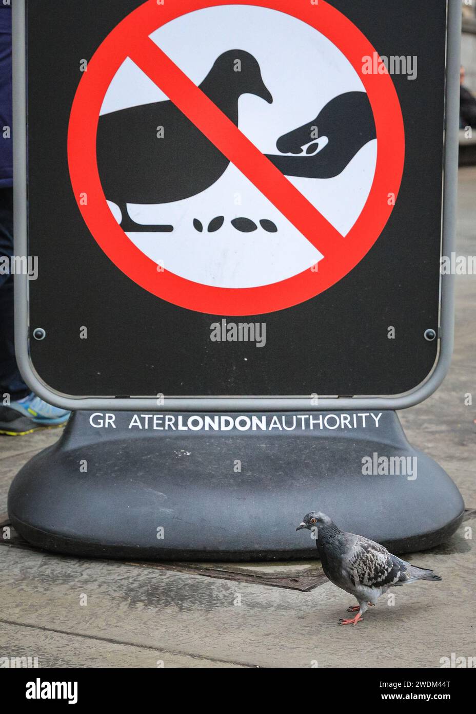 London, UK. 21st Jan, 2024. Pigeons on Trafalgar Square appear