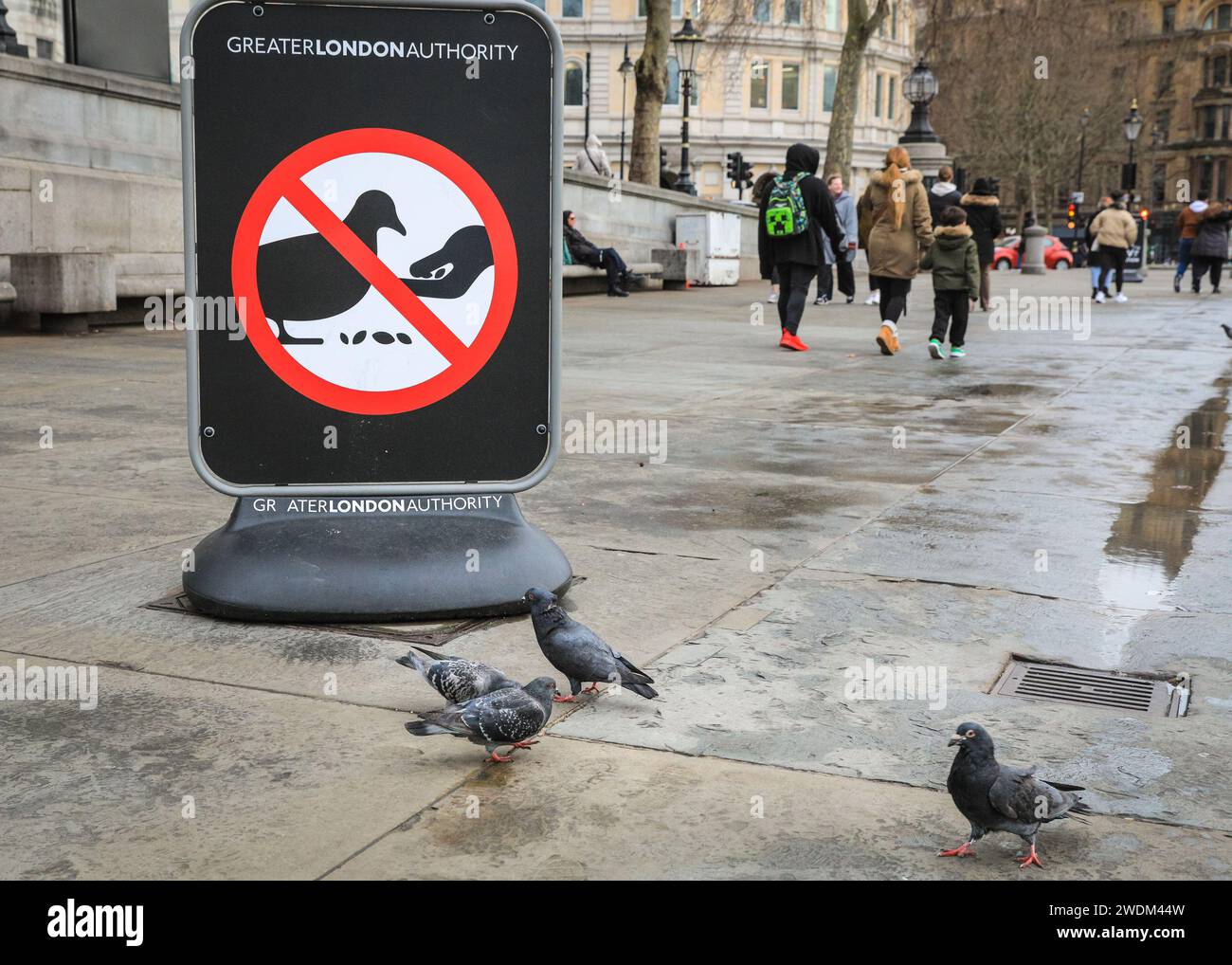 Pigeons ignoring feeding ban hires stock photography and images Alamy