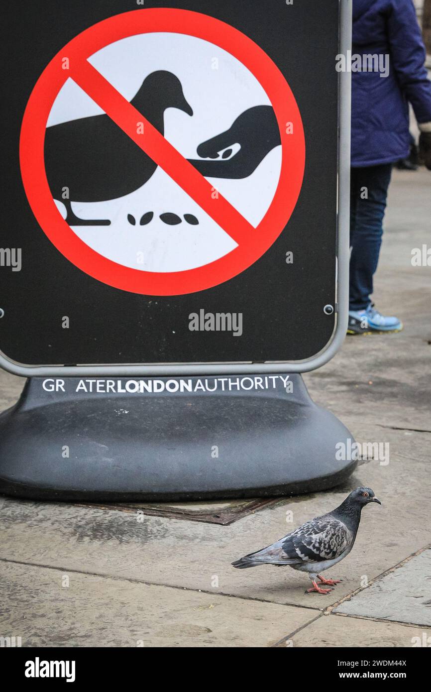 Pigeons ignoring feeding ban hires stock photography and images Alamy