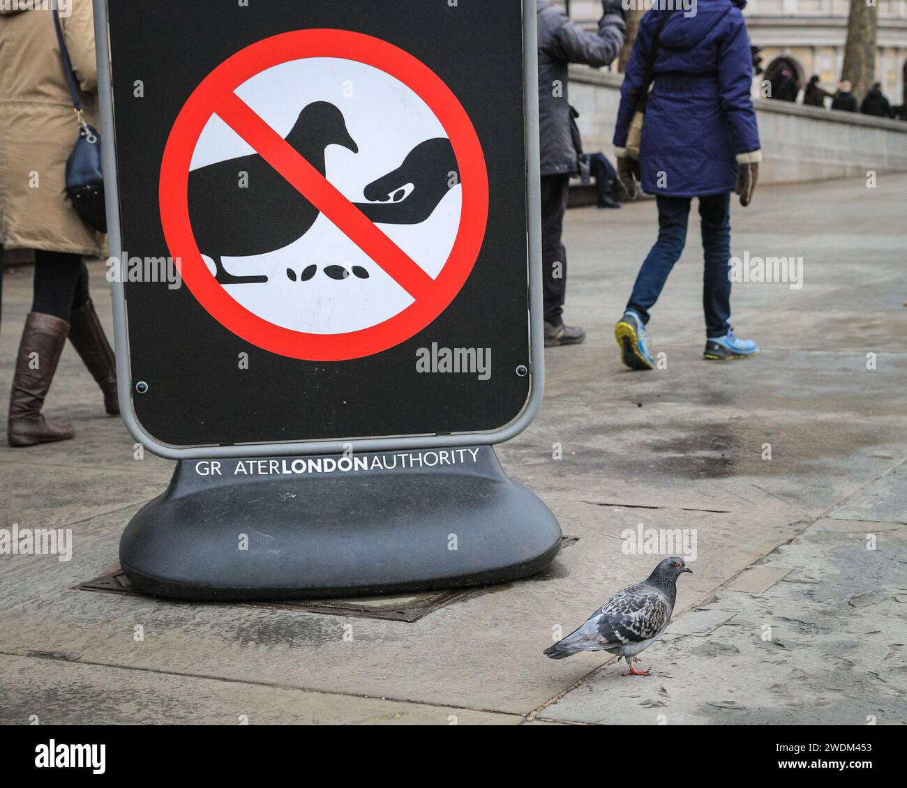 London, UK. 21st Jan, 2024. Pigeons on Trafalgar Square appear
