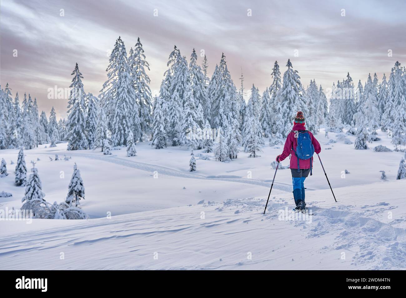 nice and active senior woman hiking with snow shoes in deep powder snow in the Hochhaedrich area of Bregenz Forest in Vorarlberg, Austria Stock Photo