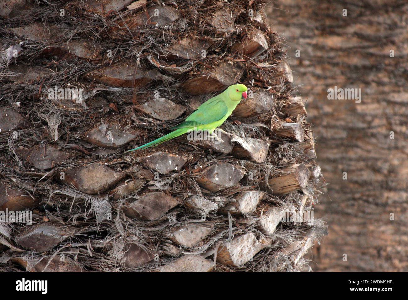A Rose-Ringed Parakeet Psittacula krameri foraging in a palm tree in Lanzarote Stock Photo