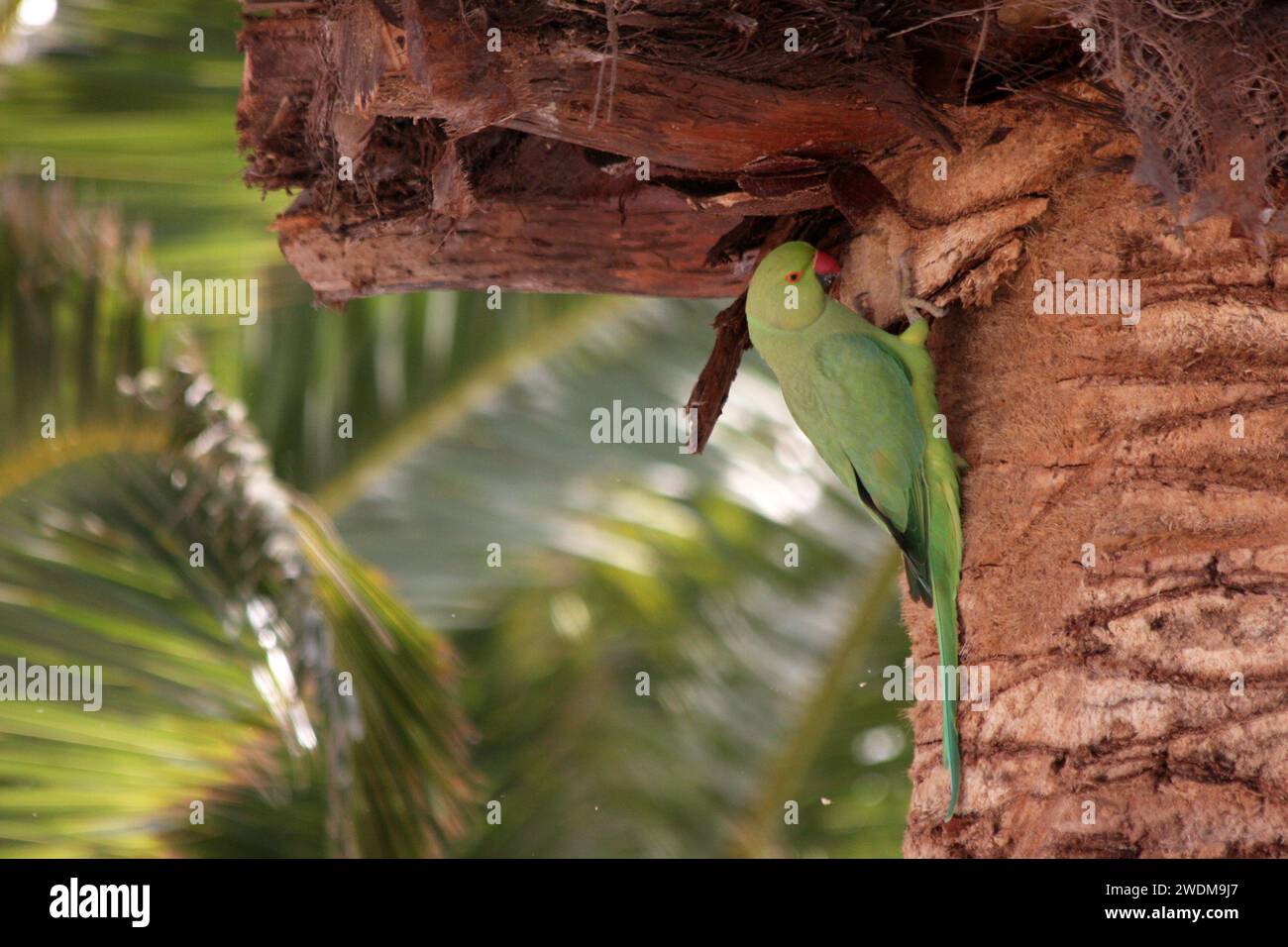 A Rose-Ringed Parakeet Psittacula krameri foraging in a palm tree in Lanzarote Stock Photo