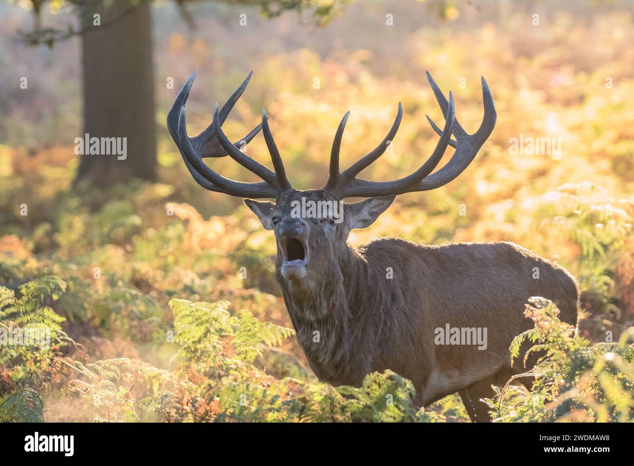 A majestic Red Deer Stag (Cervus elaphus) with enormous antlers  against  glorious autumn colours  . Roaring during the rutting season. Richmond UK. Stock Photo