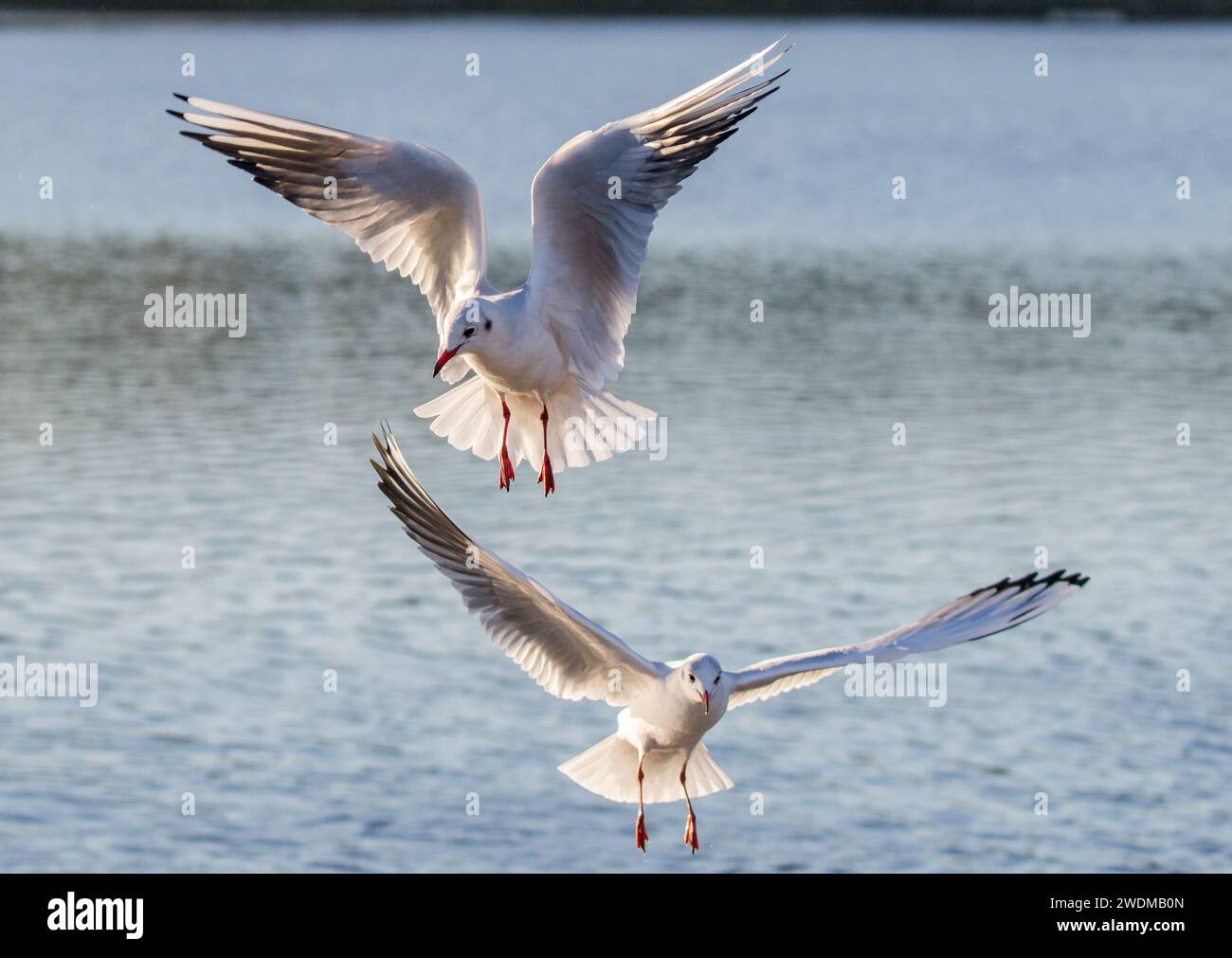Two Black headed gulls ( Chroicocephalus ridibundus) in flight , wings outstretched , hovering over water . Shows winter plumage . UK Stock Photo