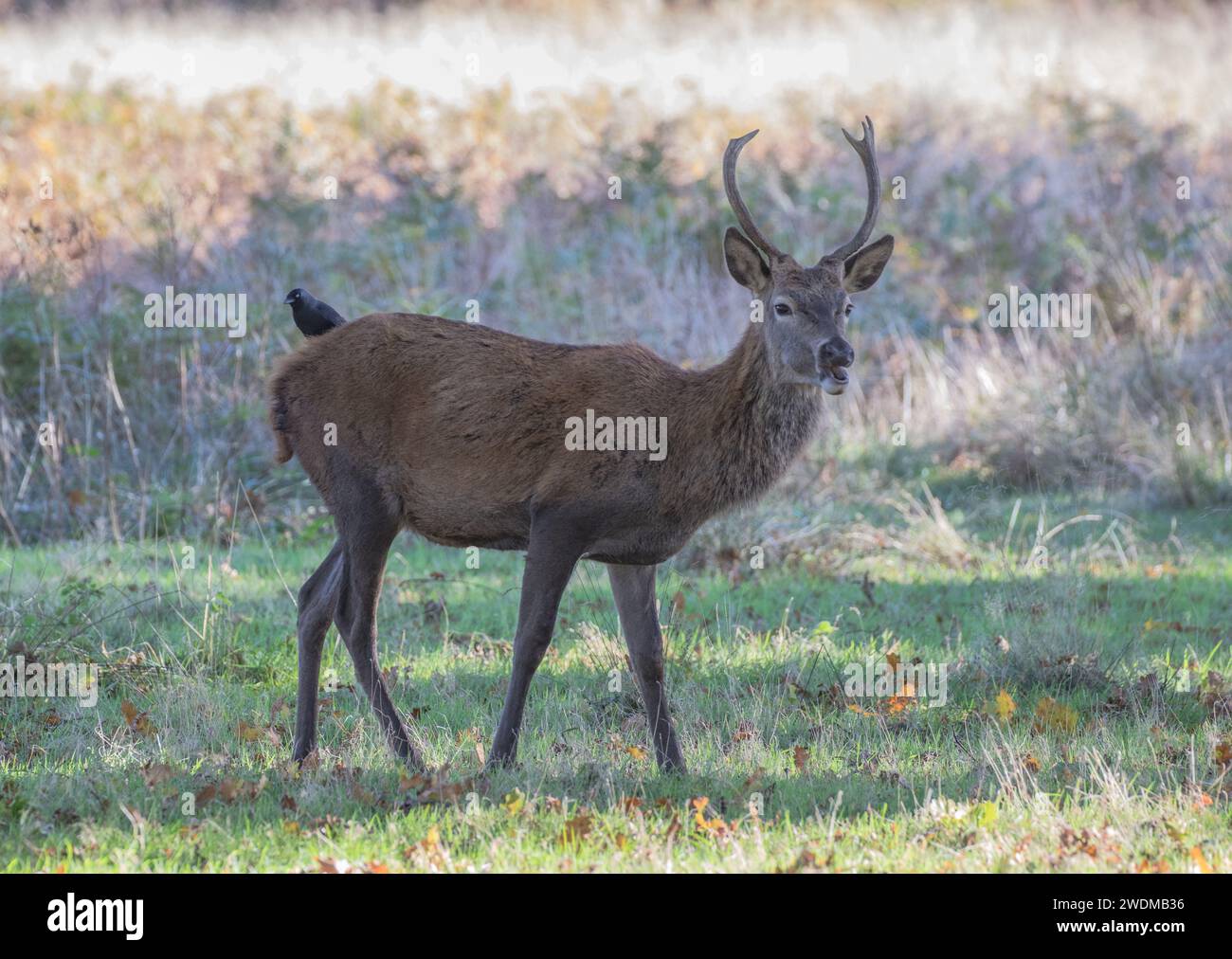 A  young Red Deer Stag (Cervus elaphus) with a jackdaw hitching a ride, helping with his grooming routine. Keeping him free of parasites.  UK Stock Photo