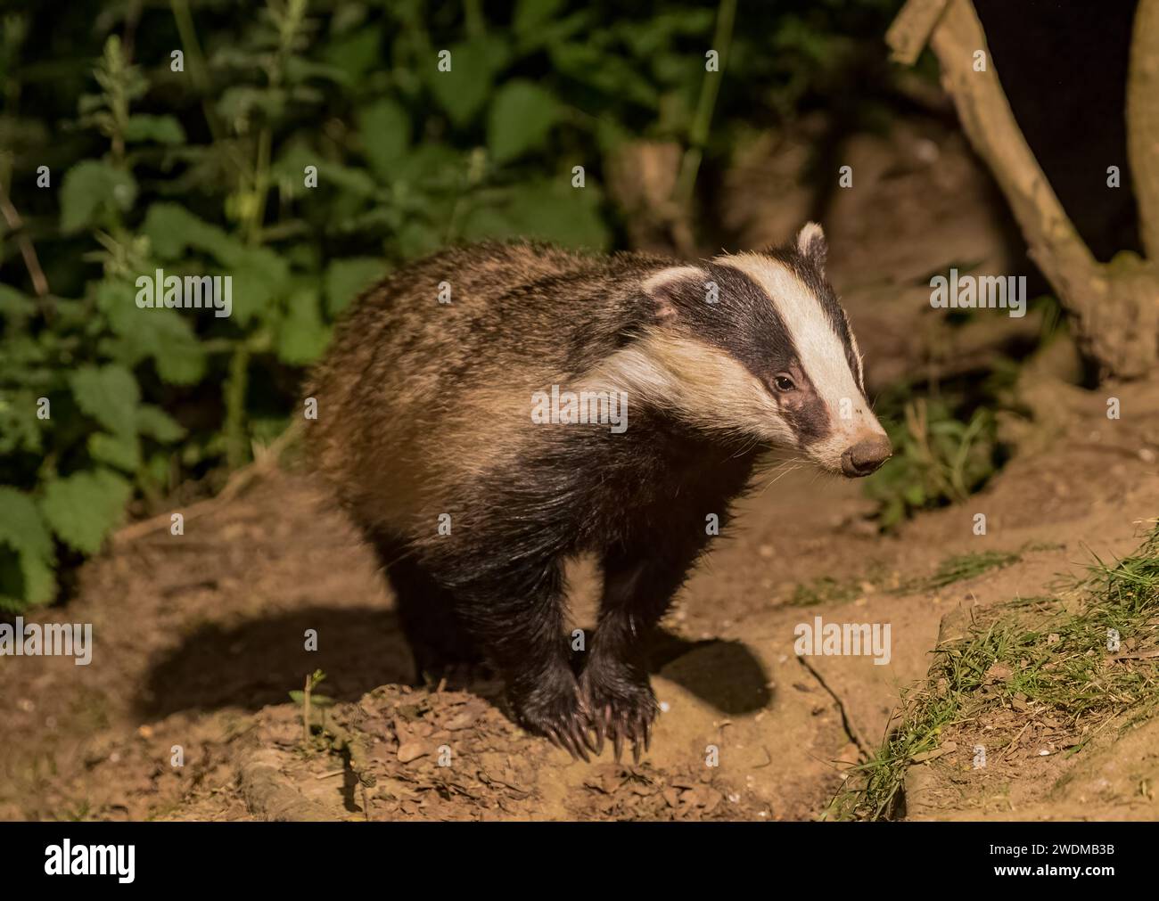 A close up shot of a  wild  Badger ( Meles meles) exploring and foraging  after emerging from the sett at dusk. Suffolk , UK Stock Photo