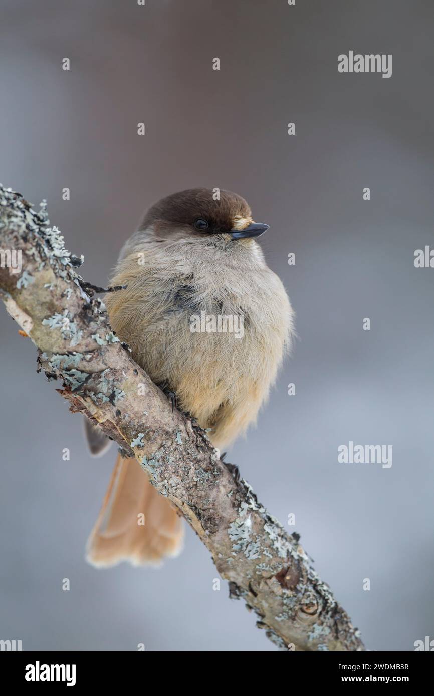 Siberian Jay (Perisoreus infaustus), perched on a lichen covered twig showing details of front plumage. Set against a pale background. Boreal forest i Stock Photo
