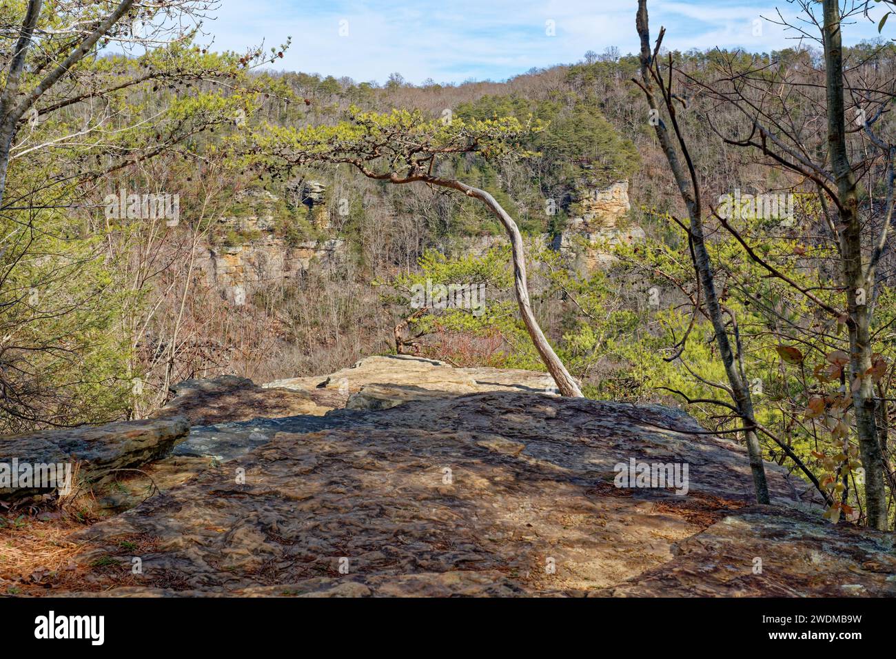 A small twisted pine tree growing at the end of the overlook cliff looking out across to the bluffs with bare trees on a sunny day in wintertime Stock Photo