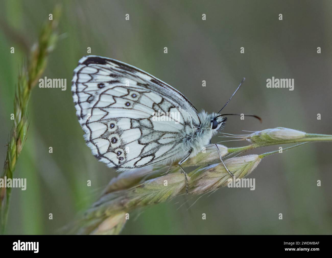 A detailed shot of a Marbled White Butterfly  (Melanargia galathea) showing the beautiful patterns on the underside of it's wings. Suffolk, UK Stock Photo