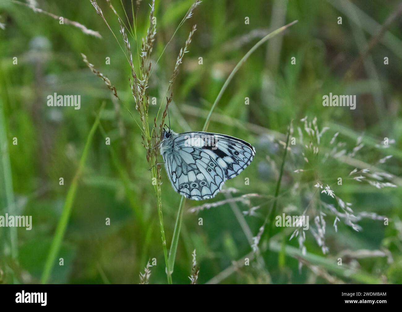 A detailed shot of a Marbled White Butterfly  (Melanargia galathea) showing the beautiful patterns on the underside of it's wings. Suffolk, UK Stock Photo