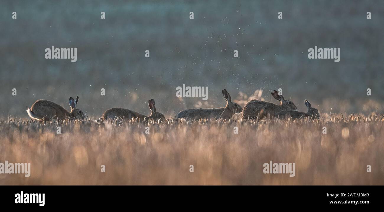 An atmospheric shot of a five Brown  Hares (lepus europaeus)  playing kiss chase in the rays of the sun, golden light and a misty morning. Suffolk, UK Stock Photo