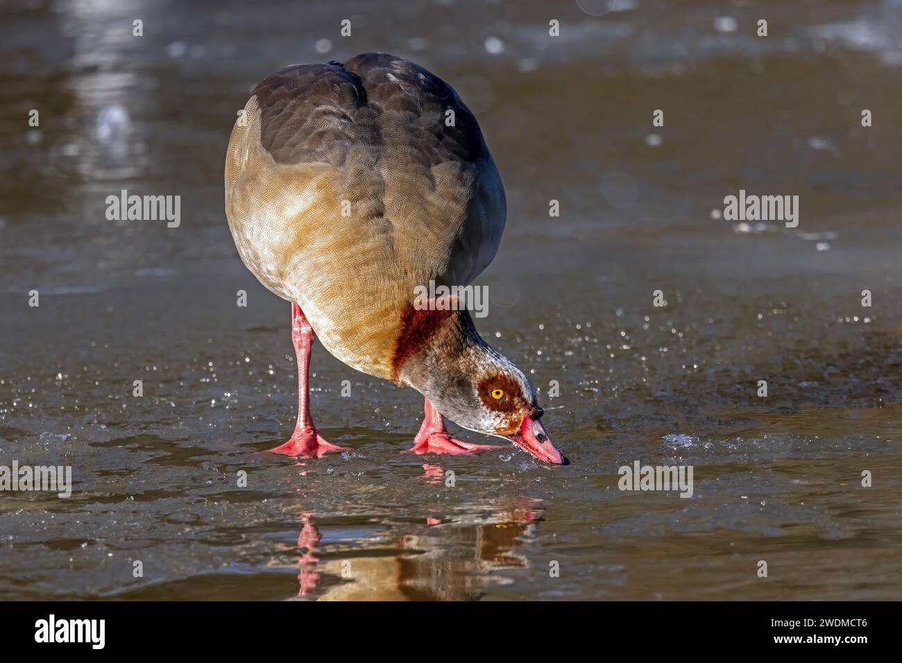 Egyptian Goose drinking on frozen lake Stock Photo