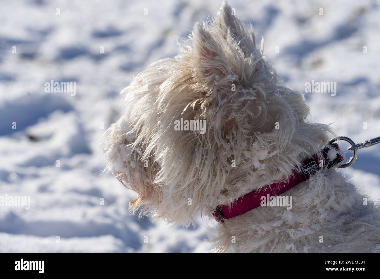 West Highland White Terrier head profile on a lead, with snow in the background Stock Photo