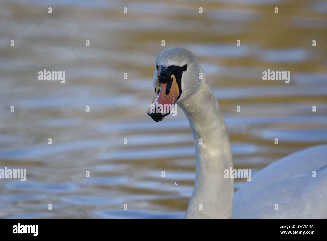 Close-Up Image of a Mute Swan (Cygnus olor) Swimming in From Right of Image, Facing and Looking into Camera, with Water Droplets Visible, UK Winter Stock Photo