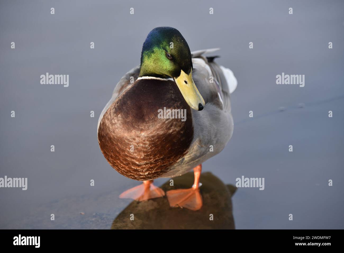 Middle Foreground Image of a Drake Mallard (Anas platyrhynchos) Standing in Shallow Water, Facing Camera with Head Slightly Turned to Right, in UK Stock Photo