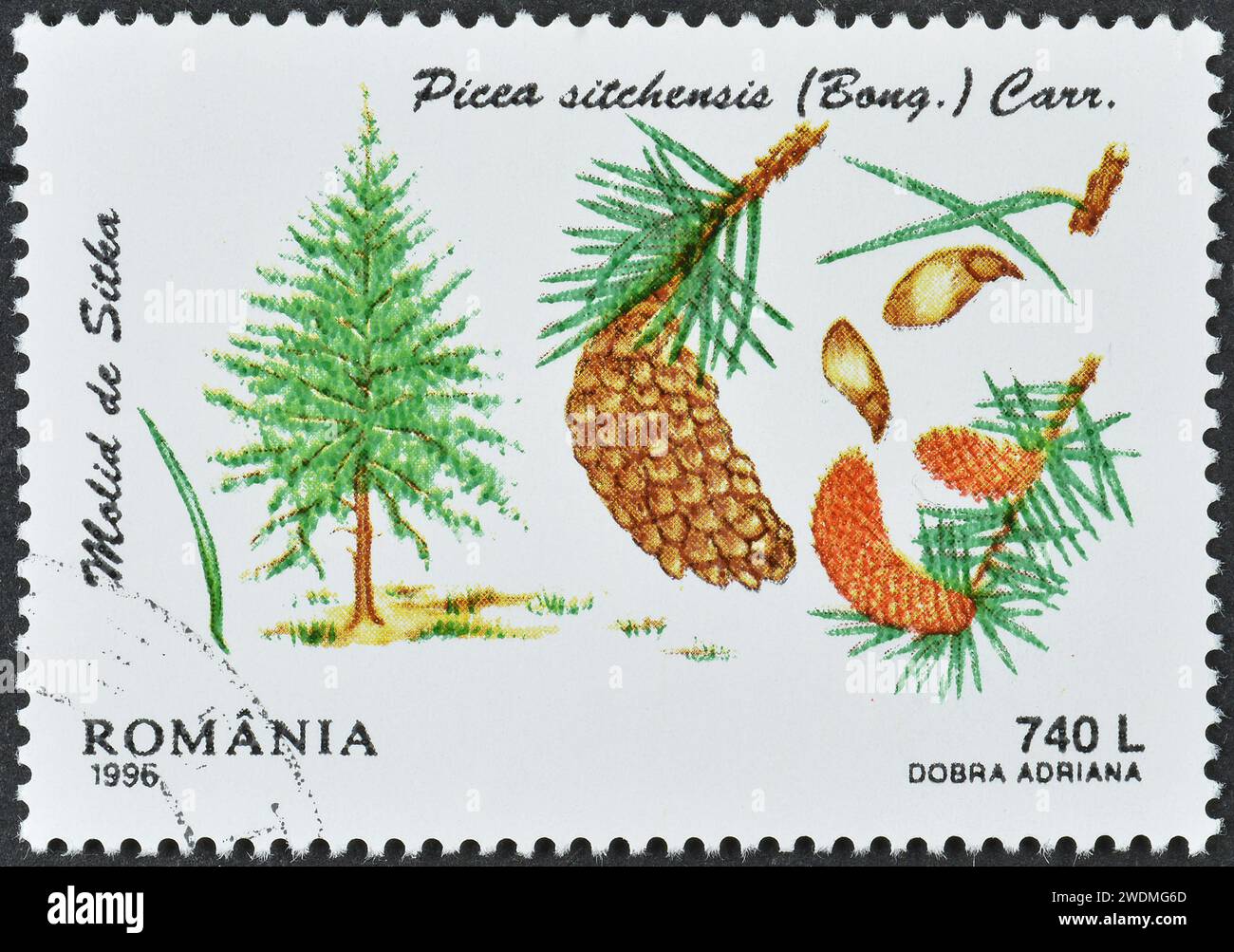 Cancelled postage stamp printed by Romania, that shows Sitka Spruce (Picea sitchensis), Conifers, circa 1996. Stock Photo