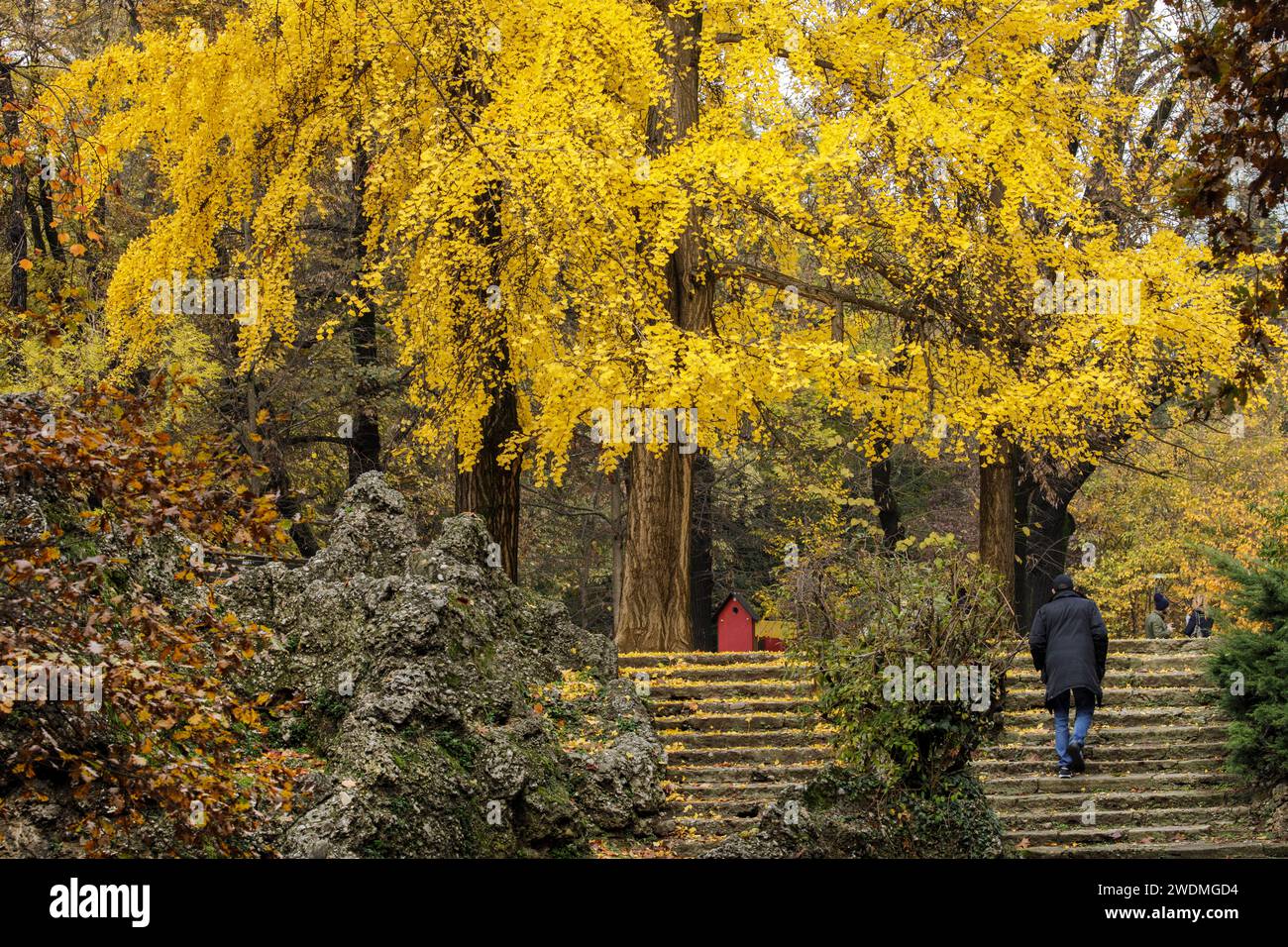 Man walks up steps beneath Ginkgo Biloba or Maidenhair Tree in autumn colours in Giardini Indro Montanelli gardens and park, Milan,  Italy Stock Photo