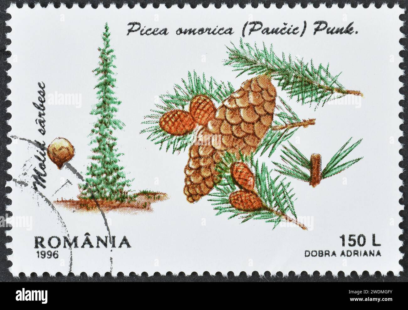 Cancelled postage stamp printed by Romania, that shows Serbian Spruce (Picea omorika), Conifers, circa 1996. Stock Photo