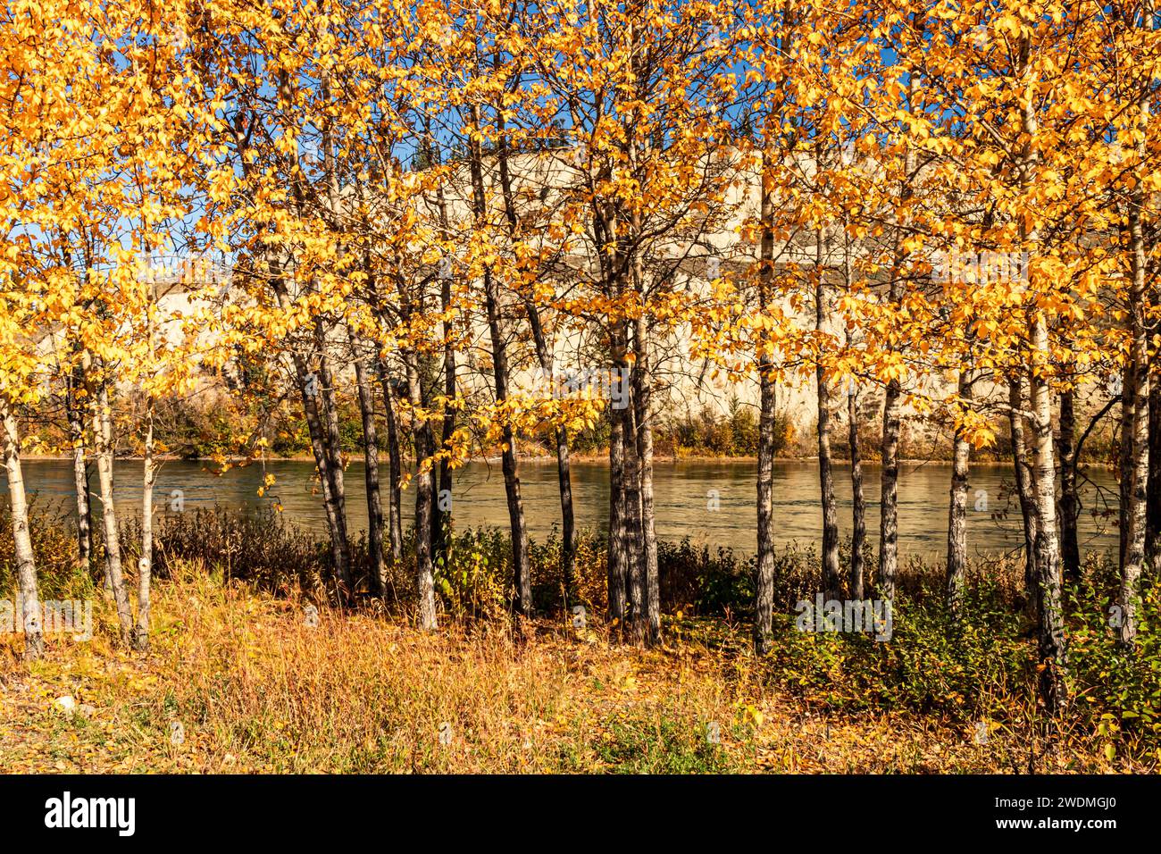Looking across the Yukon River through Aspen trees in fall.  Taken from a park on the Whitehorse side of the river. Stock Photo