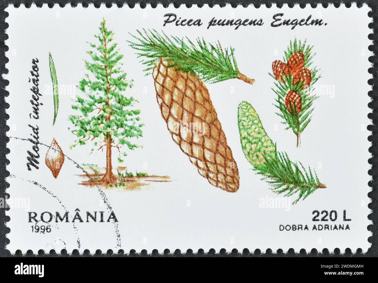 Cancelled postage stamp printed by Romania, that shows Blue Spruce (Picea pungens), Conifers, circa 1996. Stock Photo