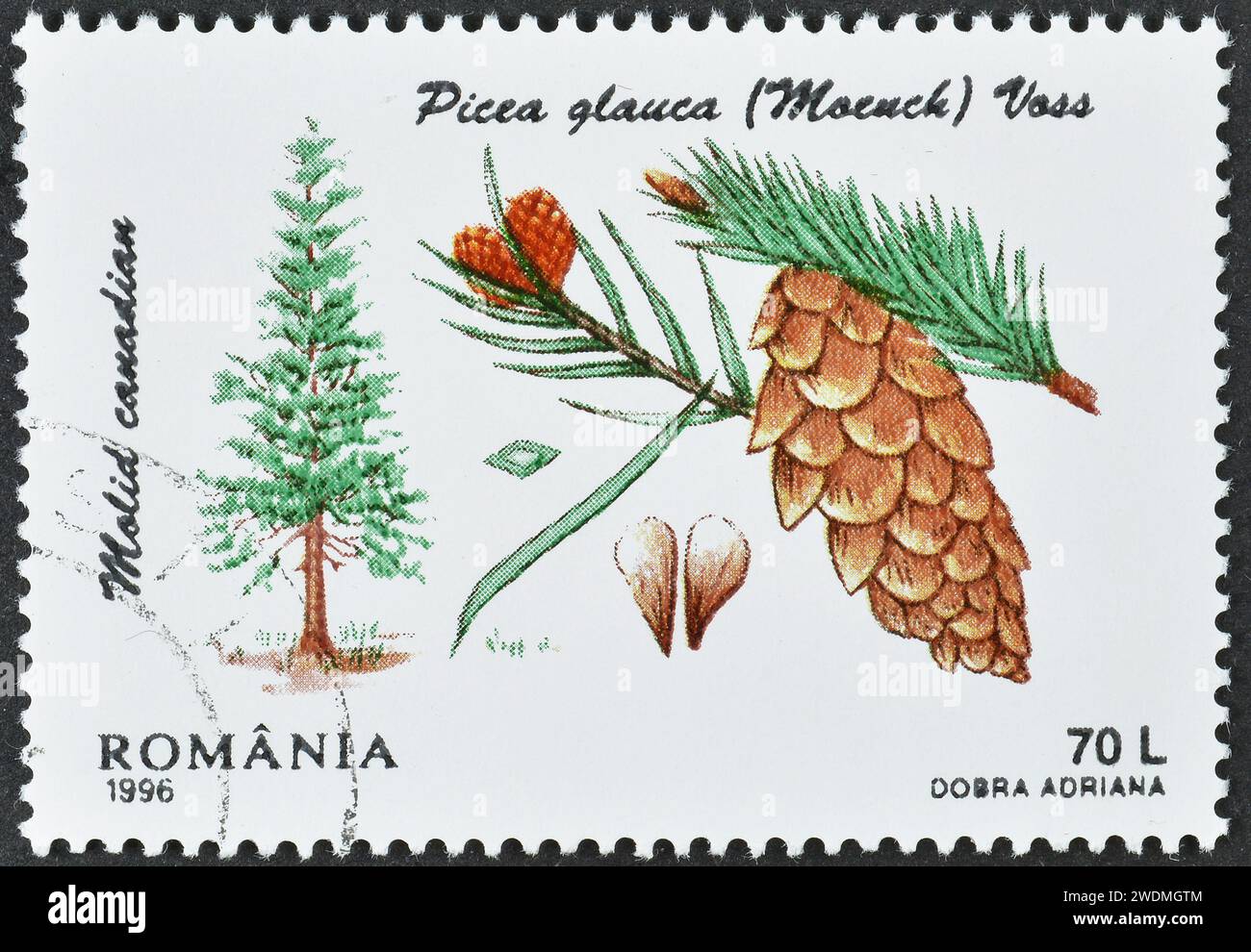 Cancelled postage stamp printed by Romania, that shows White Spruce (Picea glauca), Conifers, circa 1996. Stock Photo