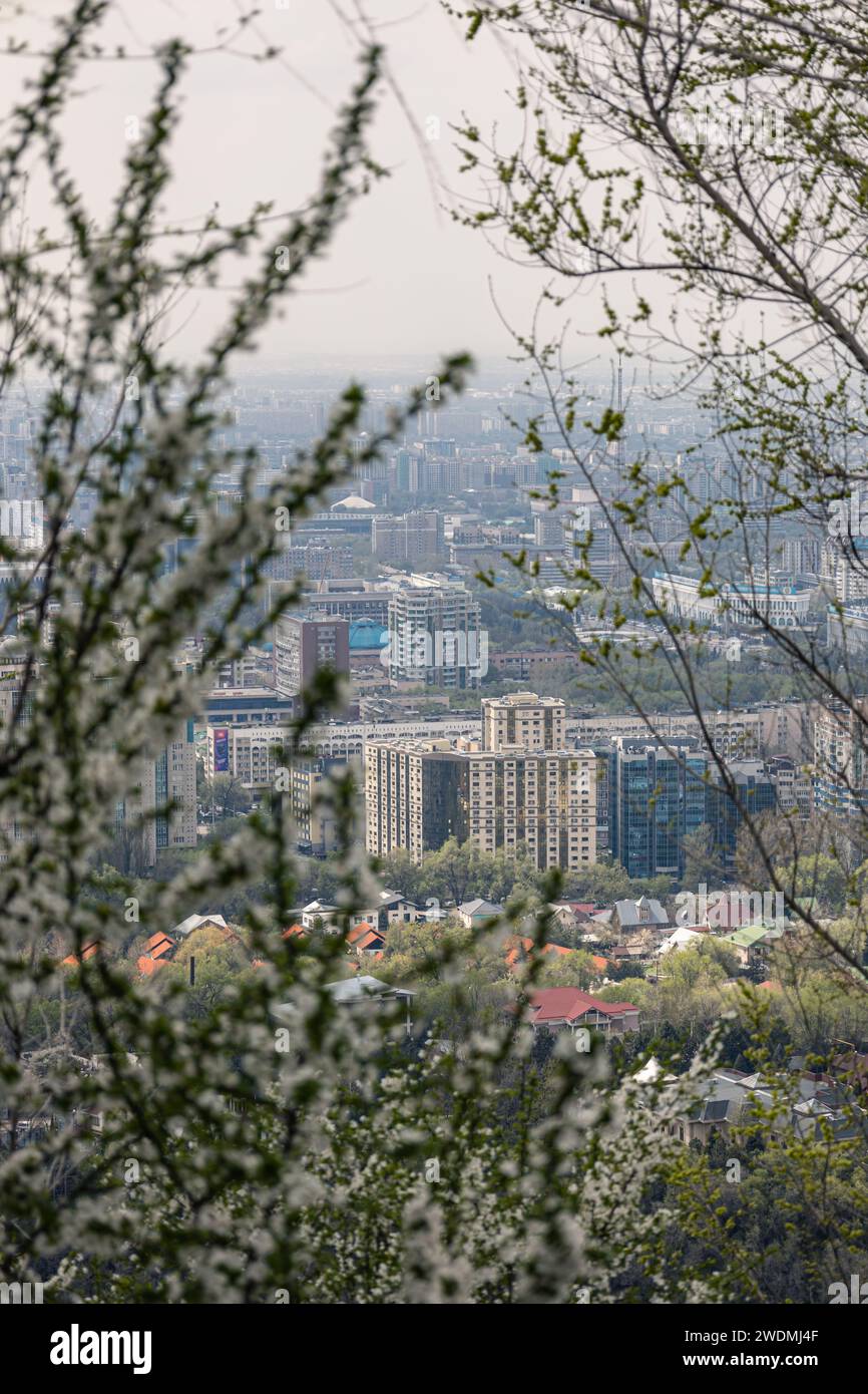 View of multi-storey and low-rise buildings through the branches of flowering trees and bushes. Spring blossom, cityscape Almaty, Kazakhstan. White fl Stock Photo