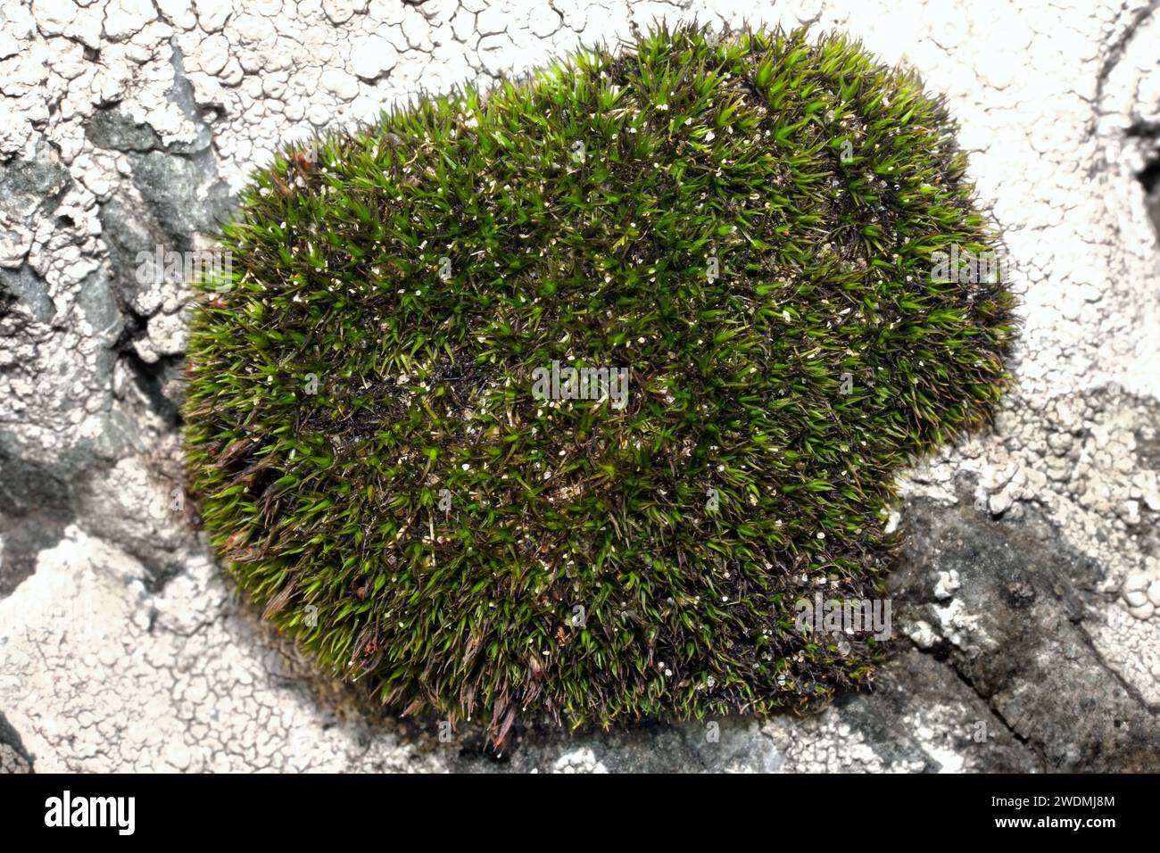 The moss Schistidium maritimum (Seaside Grimmia) grows in shallow crevices in coastal rocks. It's mostly confined to the Northern Hemisphere. Stock Photo